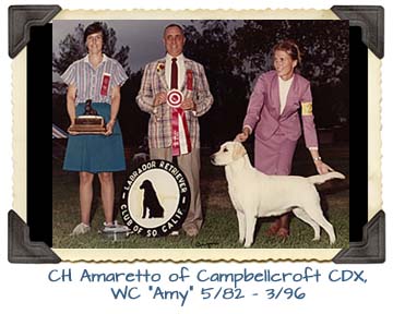 CH Amaretto of Campbellcroft CDX, WC